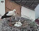Capi_Dubne_20250606_195503.jpg