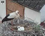 Capi_Dubne_20250606_200003.jpg
