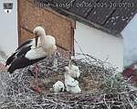 Capi_Dubne_20250606_200503.jpg