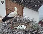 Capi_Dubne_20250606_201003.jpg