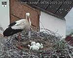 Capi_Dubne_20250606_201502.jpg