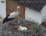 Capi_Dubne_20250606_202003.jpg
