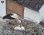 Capi_Dubne_20250606_202503.jpg