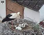 Capi_Dubne_20250606_203003.jpg