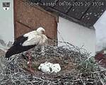 Capi_Dubne_20250606_203504.jpg