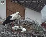 Capi_Dubne_20250606_204003.jpg