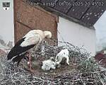 Capi_Dubne_20250606_204502.jpg