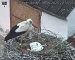 Capi_Dubne_20250606_205503.jpg