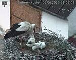 Capi_Dubne_20250606_210503.jpg