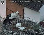 Capi_Dubne_20250606_211003.jpg