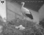 Capi_Dubne_20250606_212503.jpg