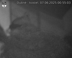 Capi_Dubne_20250607_005503.jpg (1350 x 1080)