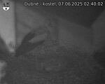 Capi_Dubne_20250607_024002.jpg