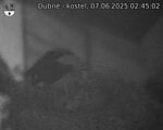 Capi_Dubne_20250607_024502.jpg