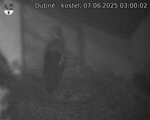 Capi_Dubne_20250607_030002.jpg (1350 x 1080)