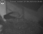 Capi_Dubne_20250607_033503.jpg