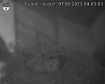 Capi_Dubne_20250607_040503.jpg