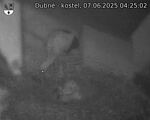 Capi_Dubne_20250607_042502.jpg