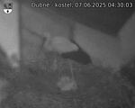 Capi_Dubne_20250607_043003.jpg