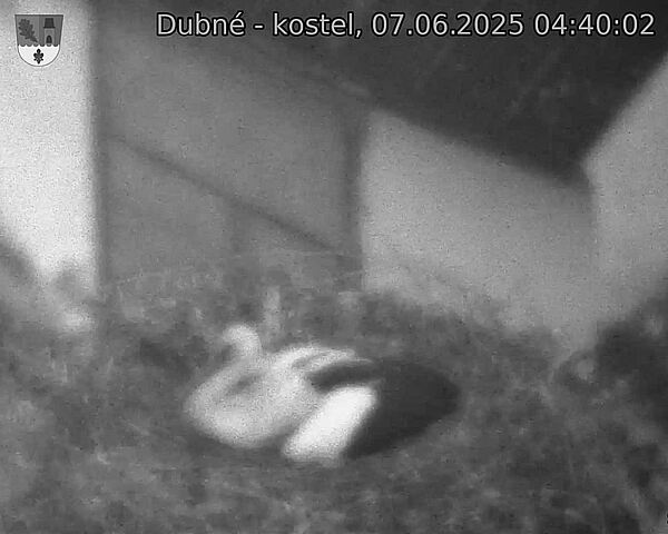 Capi_Dubne_20250607_044002.jpg (1350 x 1080)