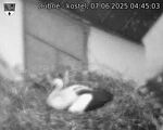 Capi_Dubne_20250607_044503.jpg