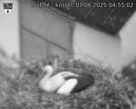 Capi_Dubne_20250607_045502.jpg
