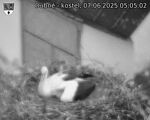 Capi_Dubne_20250607_050502.jpg