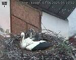 Capi_Dubne_20250607_051002.jpg