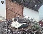 Capi_Dubne_20250607_051503.jpg