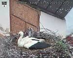 Capi_Dubne_20250607_052003.jpg