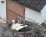 Capi_Dubne_20250607_052502.jpg