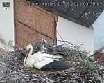 Capi_Dubne_20250607_053003.jpg