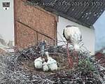 Capi_Dubne_20250607_053502.jpg