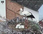 Capi_Dubne_20250607_054003.jpg