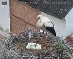 Capi_Dubne_20250607_054502.jpg