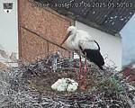 Capi_Dubne_20250607_055003.jpg
