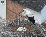 Capi_Dubne_20250607_055503.jpg