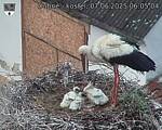 Capi_Dubne_20250607_060504.jpg