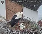 Capi_Dubne_20250607_062004.jpg