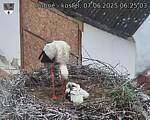 Capi_Dubne_20250607_062503.jpg