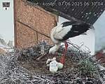 Capi_Dubne_20250607_063004.jpg