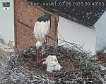 Capi_Dubne_20250607_064003.jpg