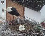 Capi_Dubne_20250607_064504.jpg
