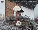 Capi_Dubne_20250607_065004.jpg