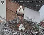 Capi_Dubne_20250607_070004.jpg