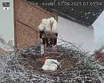 Capi_Dubne_20250607_070504.jpg