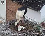 Capi_Dubne_20250607_071003.jpg