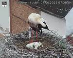 Capi_Dubne_20250607_072004.jpg