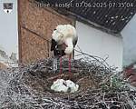 Capi_Dubne_20250607_073504.jpg