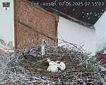 Capi_Dubne_20250607_075503.jpg